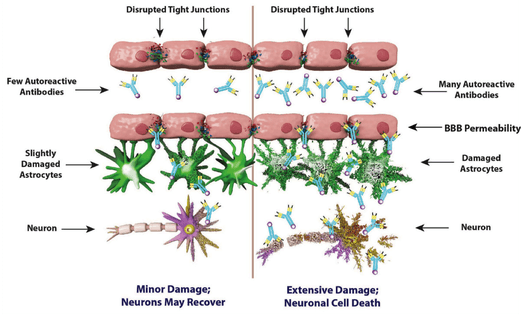 Diagram of The Blood-Brain Barrier used to explain Pre and Post-Concussion Testing