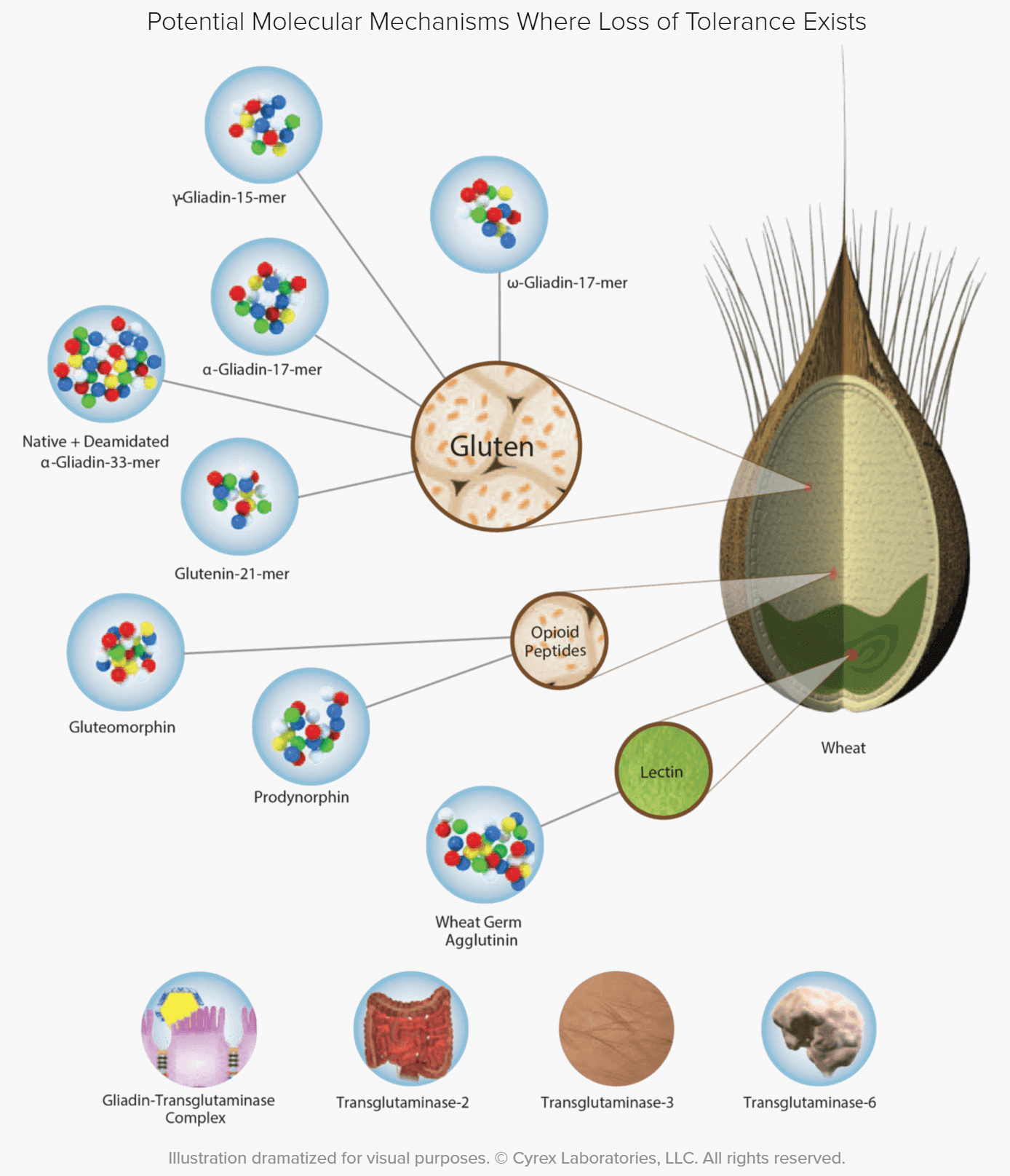 Diagram of Potential Molecular Mechanisms where loss of Tolerance Exits due to damage through injuries like a concussion